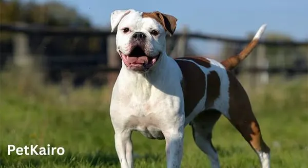 Old English Bulldog