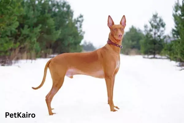 Pharaoh Hound Dog