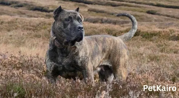 Presa Canario