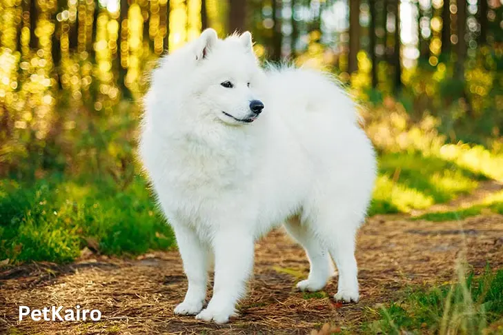 Samoyed 