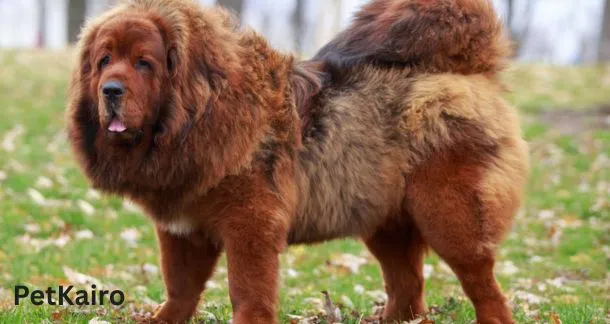 Tibetan mastiff
