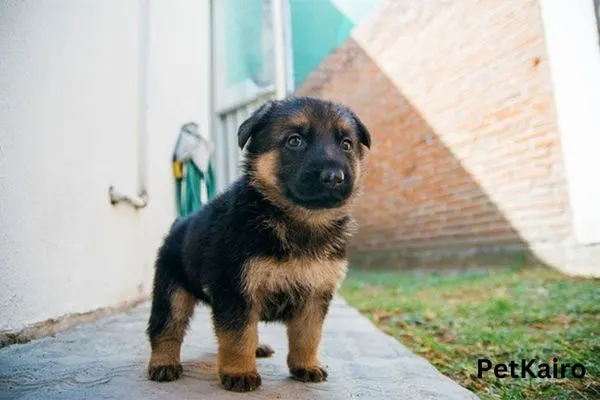 german shepherd