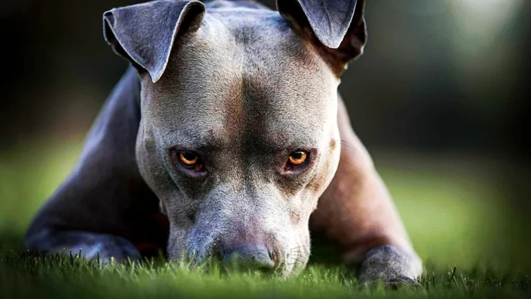 9 Mighty Dog Breeds