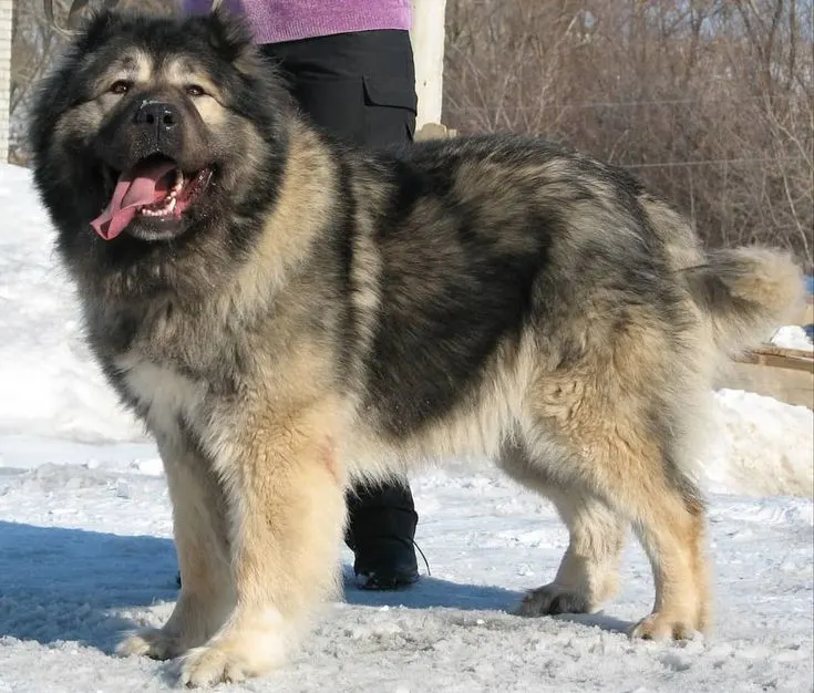Caucasian Shepherd