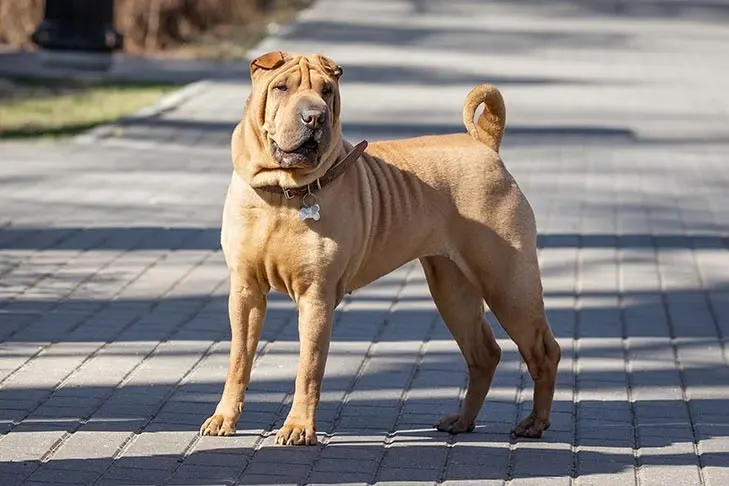 Chinese Shar-Pei