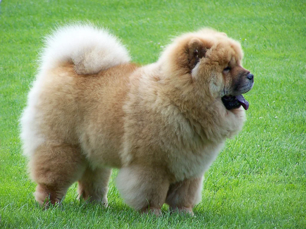  Chow Chow