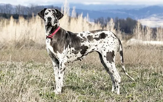 Great Dane