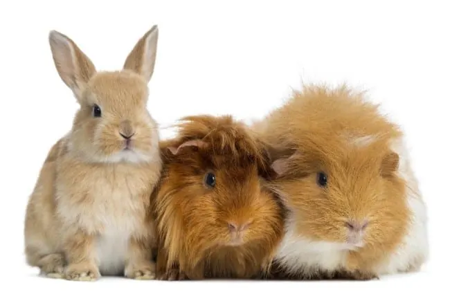 Hamsters & Guinea Pigs