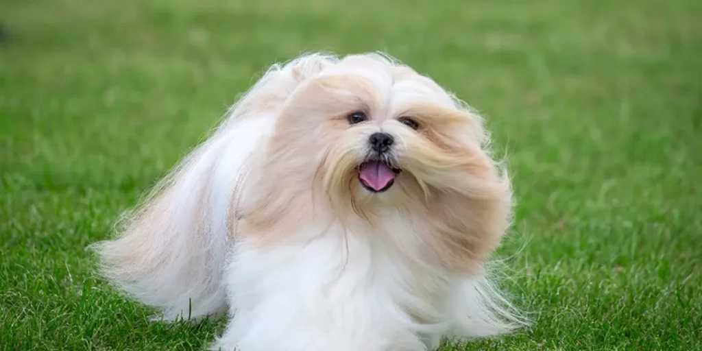 Lhasa Apso