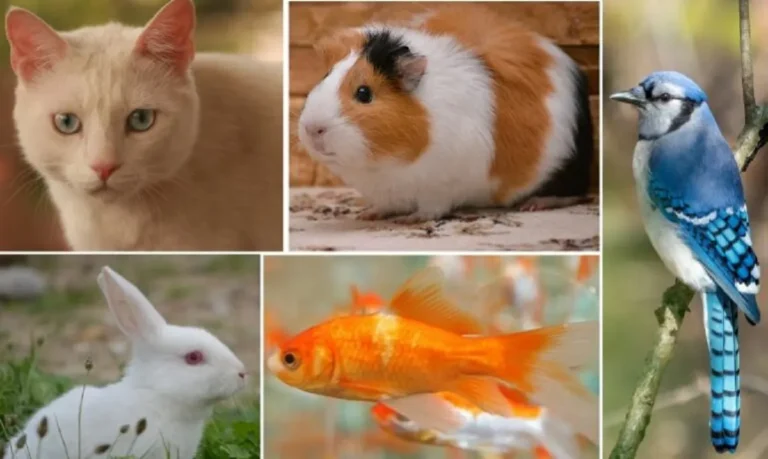 Most Popular Pets in the U.S. 2025