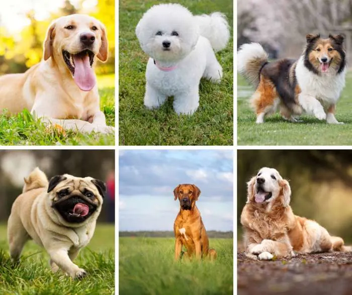7 Happiest Dog Breeds