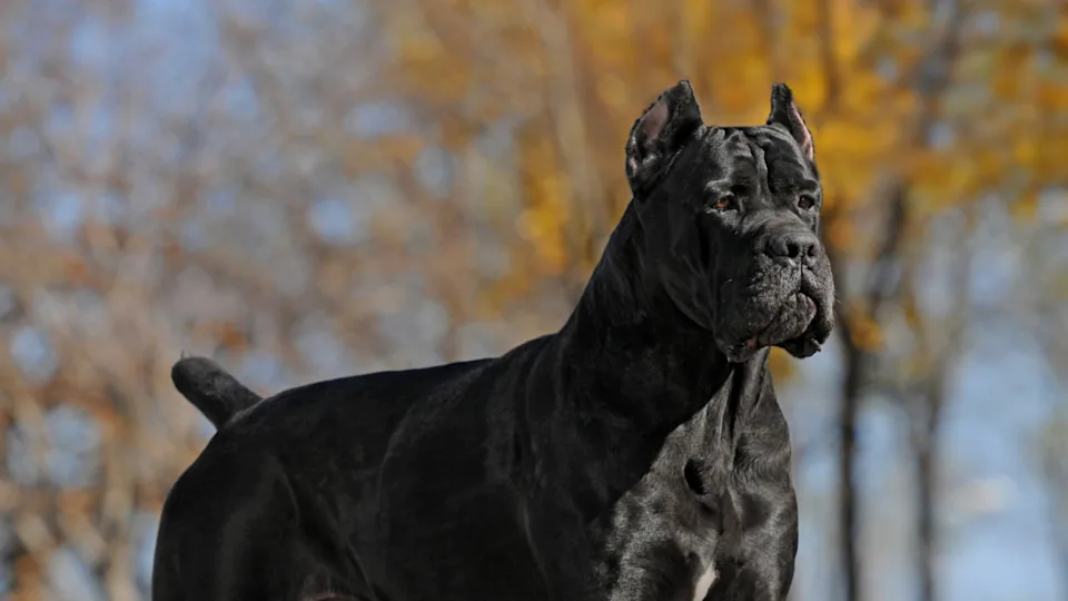 7 Most Muscular Dog Breeds
