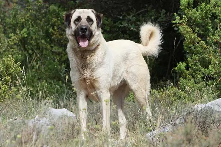 Anatolian Shepherd