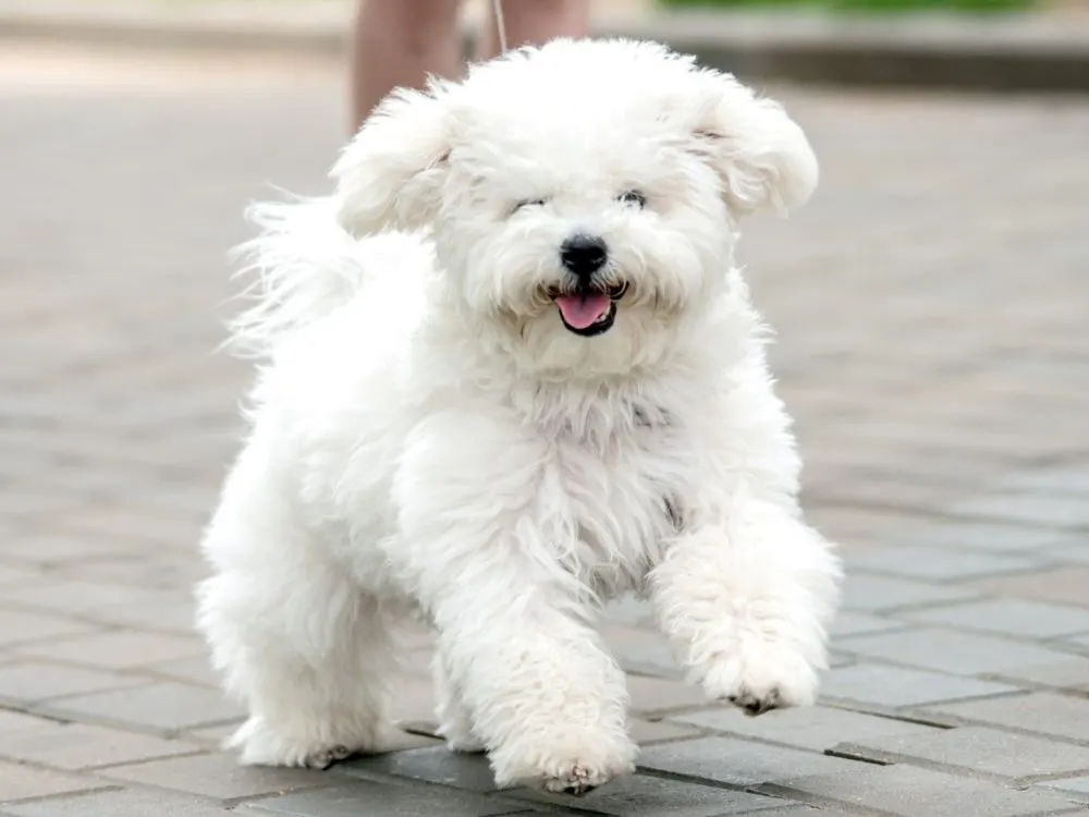 Bichon Frise