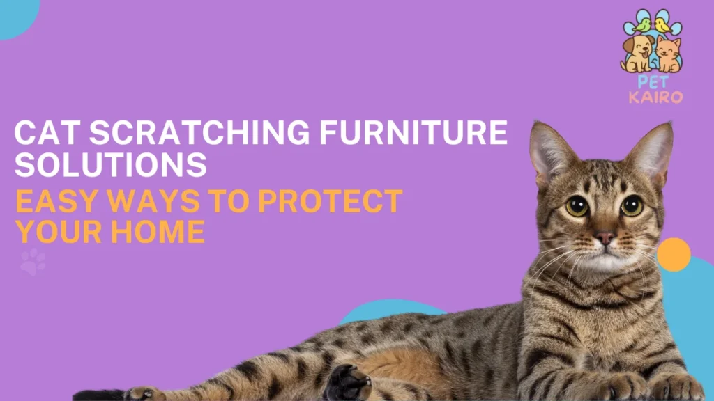 Cat Scratching Furniture Solutions