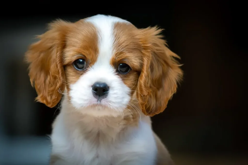 Cavalier King Charles Spaniel