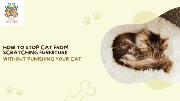 How to Stop Cat From Scratching Furniture