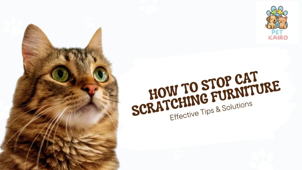 How to Stop Cat Scratching Furniture