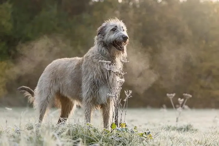 Irish Wolfhound 