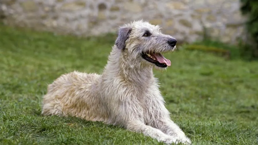 Irish Wolfhound