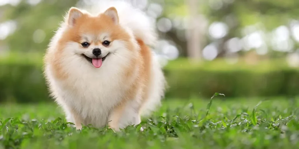 Pomeranian