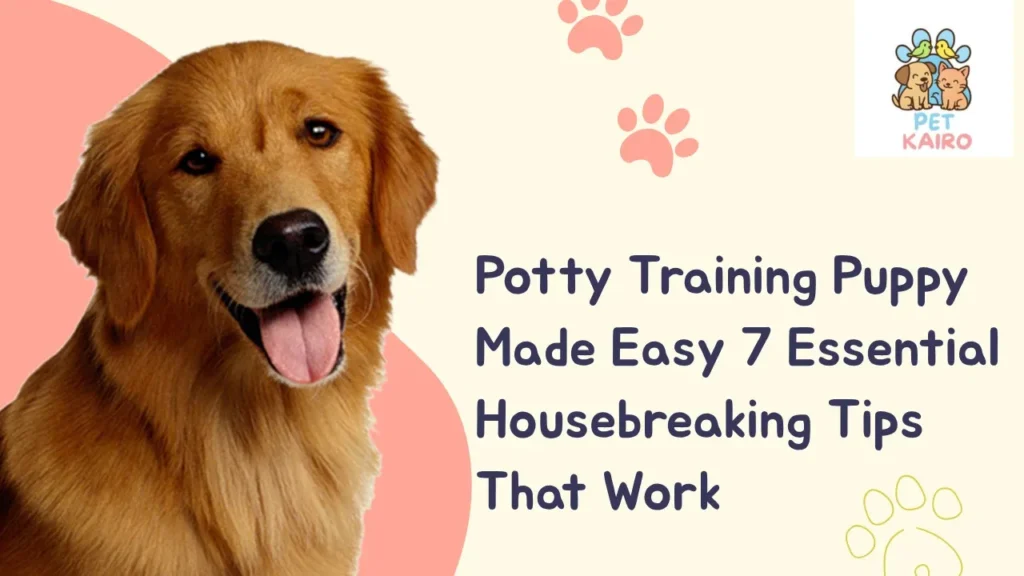 Potty Training Puppy 