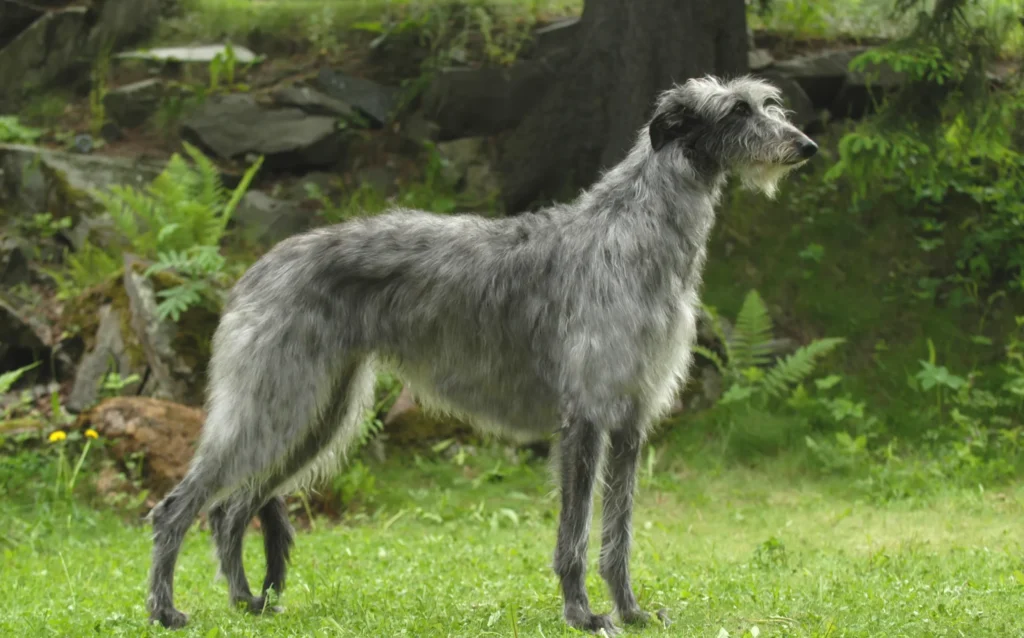 Scottish Deerhound