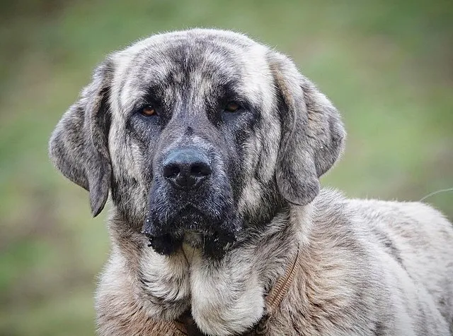 Spanish Mastiff 