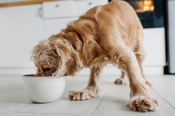 puppy feeding schedule for potty training